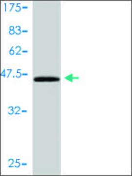 Monoclonal Anti-CEBPG antibody produced in mouse clone 3A3-1A6, purified immunoglobulin, buffered aqueous solution