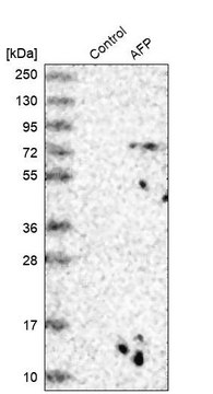 Anti-AFP antibody produced in rabbit Prestige Antibodies&#174; Powered by Atlas Antibodies, affinity isolated antibody, buffered aqueous glycerol solution