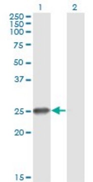 Monoclonal Anti-ZNF313 antibody produced in mouse clone S2, purified immunoglobulin, buffered aqueous solution