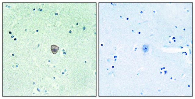 Anti-EDG8 antibody produced in rabbit affinity isolated antibody