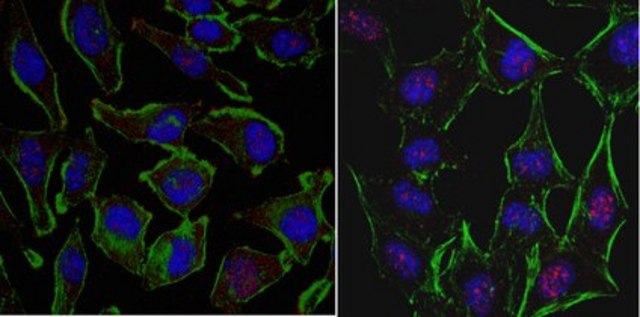 Anti-EGR1 Antibody, clone 16A10.1 clone 16A10.1, from mouse