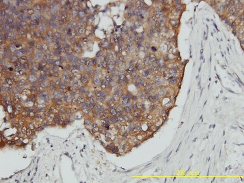 Monoclonal Anti-VBP1 antibody produced in mouse clone 3D11, purified immunoglobulin, buffered aqueous solution