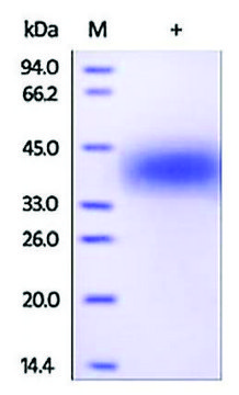 LIF 人 recombinant, expressed in HEK 293 cells, &#8805;95% (SDS-PAGE)