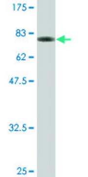 Monoclonal Anti-GPT antibody produced in mouse clone 1F10, ascites fluid