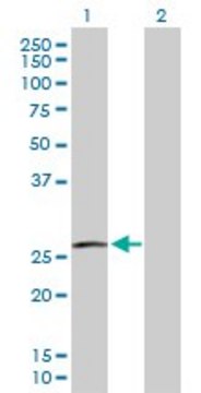 Anti-RAC3 antibody produced in rabbit purified immunoglobulin, buffered aqueous solution