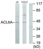 Anti-ACTL6A antibody produced in rabbit affinity isolated antibody