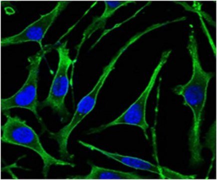 Anti-PTH1R Antibody, clone 4D2 ascites fluid, clone 4D2, from mouse