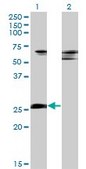 Monoclonal Anti-ZNF266 antibody produced in mouse clone 4G5, purified immunoglobulin, buffered aqueous solution