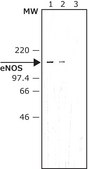 Anti-Nitric Oxide Synthase, Endothelial (596-609) antibody produced in rabbit IgG fraction of antiserum, buffered aqueous solution