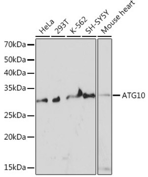 Anti-ATG10 Antibody, clone 2Q3Q3, Rabbit Monoclonal