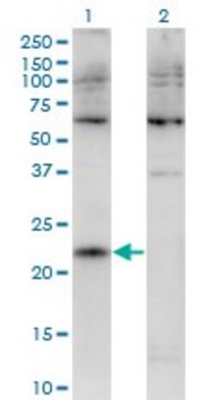 Monoclonal Anti-CMTM4, (C-terminal) antibody produced in mouse clone 1B9, purified immunoglobulin, buffered aqueous solution