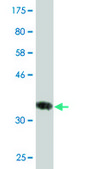 Monoclonal Anti-HSD17B8 antibody produced in mouse clone 4F1, purified immunoglobulin, buffered aqueous solution