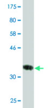 Monoclonal Anti-HSD17B8 antibody produced in mouse clone 4F1, purified immunoglobulin, buffered aqueous solution