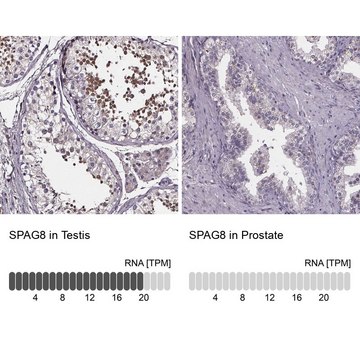 Anti-SPAG8 antibody produced in rabbit Prestige Antibodies&#174; Powered by Atlas Antibodies, affinity isolated antibody, buffered aqueous glycerol solution