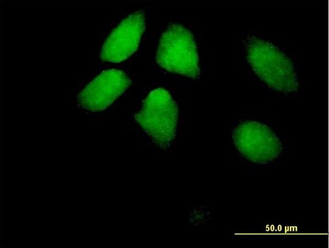 Anti-HIRA antibody produced in mouse IgG fraction of antiserum, buffered aqueous solution