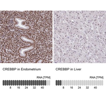 Anti-CREBBP antibody produced in rabbit Prestige Antibodies&#174; Powered by Atlas Antibodies, affinity isolated antibody, buffered aqueous glycerol solution