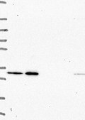 Anti-CD84 antibody produced in rabbit Prestige Antibodies® Powered by Atlas Antibodies, affinity isolated antibody, buffered aqueous glycerol solution