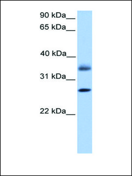 Anti-LGALS8 antibody produced in rabbit affinity isolated antibody