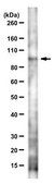 Anti-SH3KBPI Antibody, clone 179.1.E1 clone 179.1.E1, from mouse