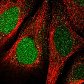 Anti-FAM64A antibody produced in rabbit Prestige Antibodies&#174; Powered by Atlas Antibodies, affinity isolated antibody, buffered aqueous glycerol solution