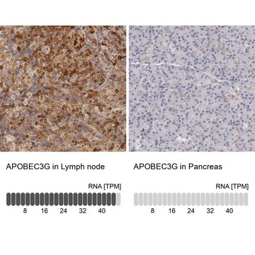 抗-APOBEC3G 兔抗 Prestige Antibodies&#174; Powered by Atlas Antibodies, affinity isolated antibody, buffered aqueous glycerol solution