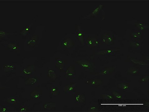 Anti-MAN1A2 antibody produced in rabbit purified immunoglobulin, buffered aqueous solution