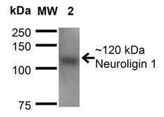 Monoclonal Anti-Neuroligin - Fitc antibody produced in mouse clone S110-29, purified immunoglobulin