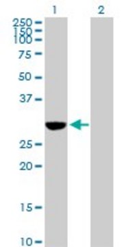 Anti-NQO1 antibody produced in rabbit purified immunoglobulin, buffered aqueous solution