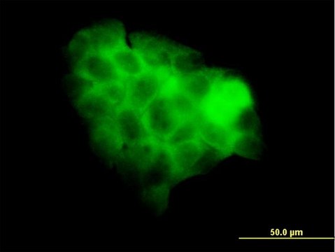 Monoclonal Anti-STAT2 antibody produced in mouse clone 5G7, purified immunoglobulin, buffered aqueous solution