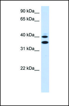 Anti-SLC25A32 antibody produced in rabbit affinity isolated antibody