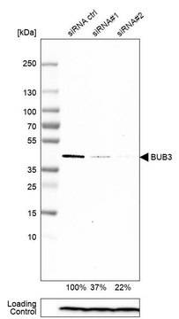 Anti-BUB3 antibody produced in rabbit Prestige Antibodies&#174; Powered by Atlas Antibodies, affinity isolated antibody, buffered aqueous glycerol solution