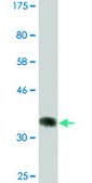 Monoclonal Anti-UBR2, (N-terminal) antibody produced in mouse clone 4G4, ascites fluid