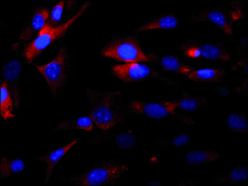 Anti-eIF2Bε antibody produced in rabbit IgG fraction of antiserum, buffered aqueous solution