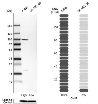 Anti-CMIP antibody produced in rabbit Prestige Antibodies&#174; Powered by Atlas Antibodies, affinity isolated antibody