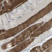 Anti-RAPGEF1 antibody produced in rabbit Prestige Antibodies® Powered by Atlas Antibodies, affinity isolated antibody, buffered aqueous glycerol solution