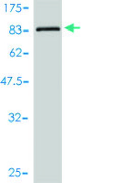 Monoclonal Anti-ULK4 antibody produced in mouse clone 4A10-1A7, purified immunoglobulin, buffered aqueous solution