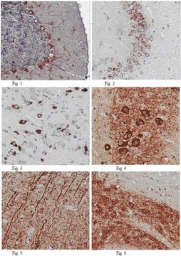 Anti-Apelin receptor Antibody from rabbit, purified by affinity chromatography