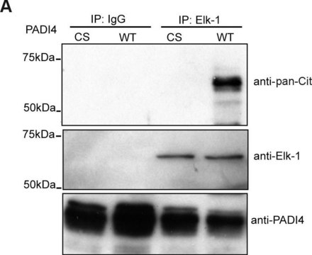 正常兔 IgG Normal Rabbit IgG Polyclonal Antibody control validated for use in Immunoprecipitation &amp; Western Blotting.