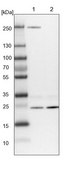 Anti-VPS28 antibody produced in rabbit Prestige Antibodies® Powered by Atlas Antibodies, affinity isolated antibody, buffered aqueous glycerol solution, Ab1