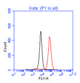 Rabbit anti-p53 Antibody, Affinity Purified