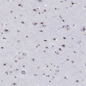 Anti-NEUROD6 Prestige Antibodies® Powered by Atlas Antibodies, affinity isolated antibody
