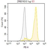 Anti-TLR9/CD289 Antibody, clone 2L12 ZooMAb® Rabbit Monoclonal recombinant, expressed in HEK 293 cells