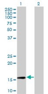 Monoclonal Anti-RPL30 antibody produced in mouse clone 4E6, purified immunoglobulin, buffered aqueous solution