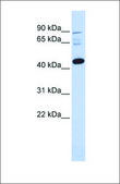 Anti-DPF3 (ab2) antibody produced in rabbit affinity isolated antibody