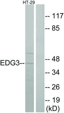 Anti-EDG3 antibody produced in rabbit affinity isolated antibody