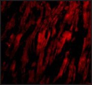 Anti-BAP29 (ab1) antibody produced in rabbit affinity isolated antibody, buffered aqueous solution