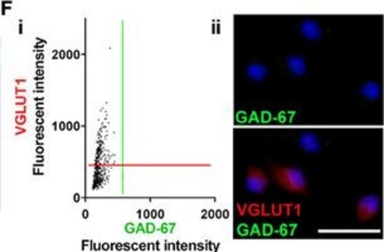 Anti-GAD67 Antibody, clone 1G10.2 clone 1G10.2, Chemicon&#174;, from mouse