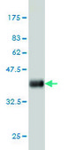 Monoclonal Anti-PDE2A antibody produced in mouse clone 4F4, purified immunoglobulin, buffered aqueous solution