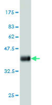 Monoclonal Anti-PDE2A antibody produced in mouse clone 4F4, purified immunoglobulin, buffered aqueous solution