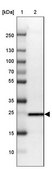 Anti-TPD52L1 antibody produced in rabbit Prestige Antibodies® Powered by Atlas Antibodies, affinity isolated antibody, buffered aqueous glycerol solution, ab1